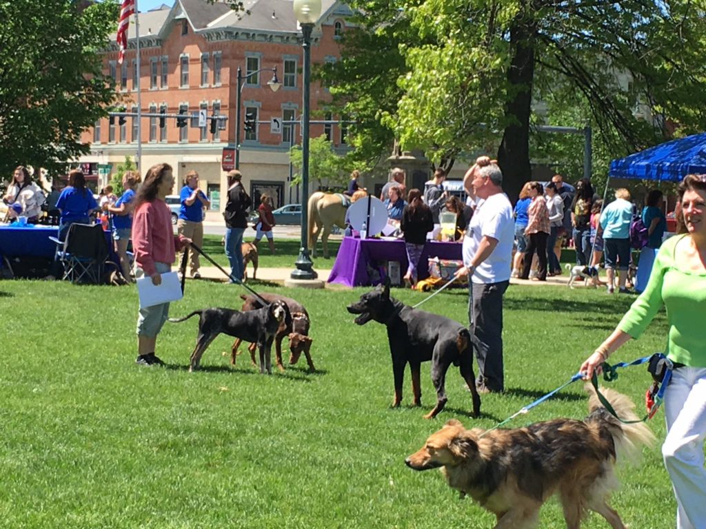 Pet Fest Glens Falls Collaborative